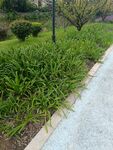 路边葱郁绿植景观