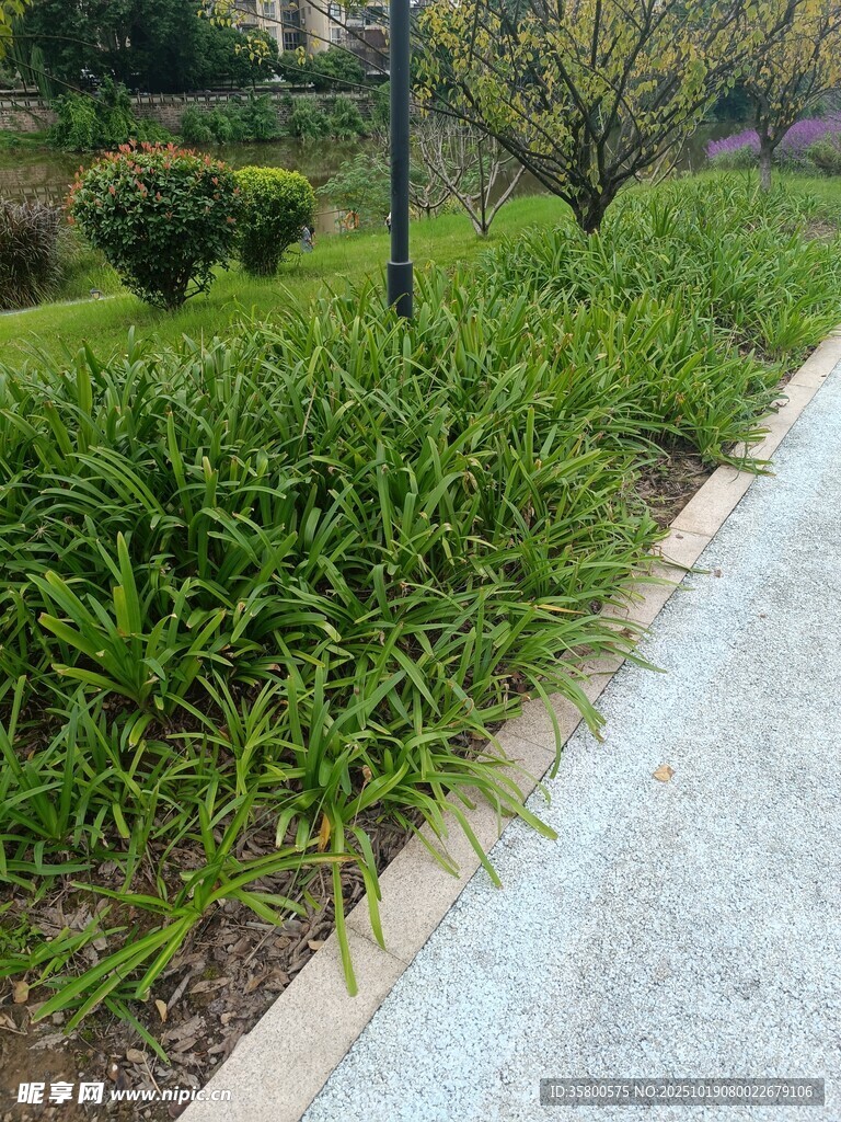路边葱郁绿植景观