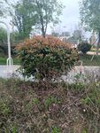 户外绿植景观