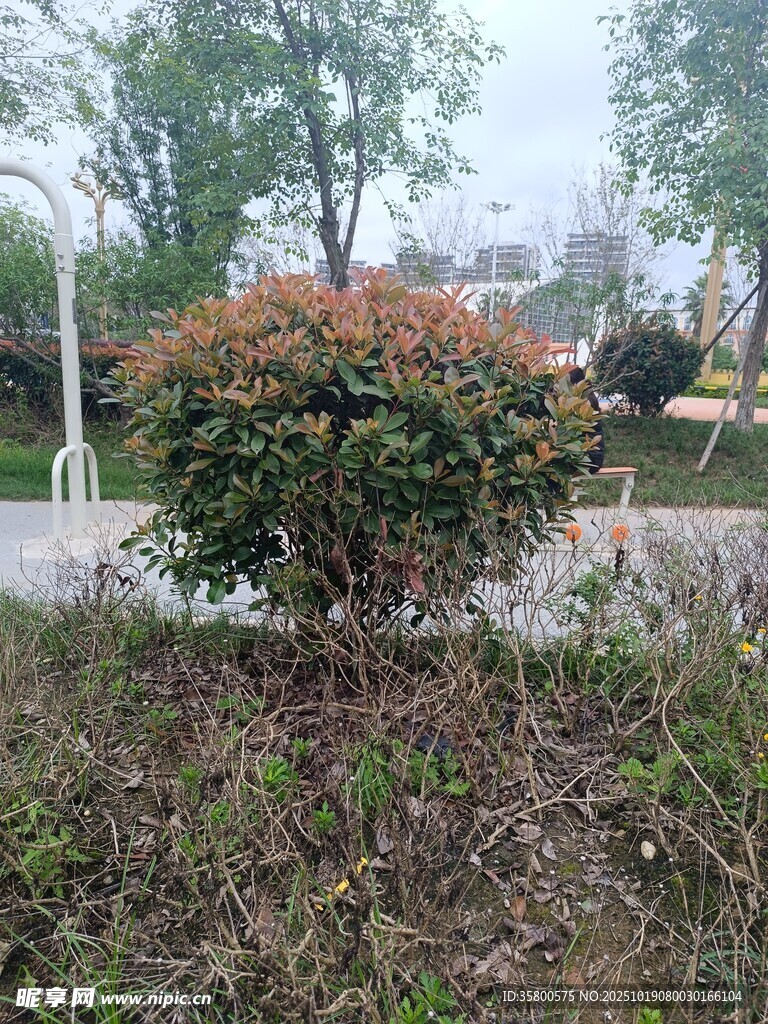 户外绿植景观