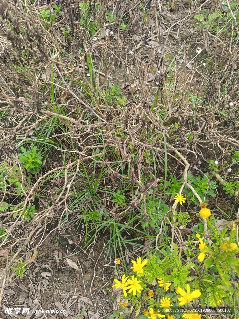 野外的杂草与黄色小花