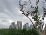 城市旁绽放的花枝