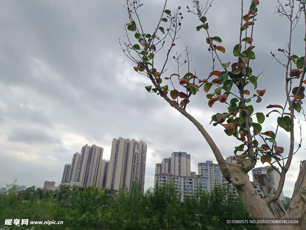 城市旁绽放的花枝