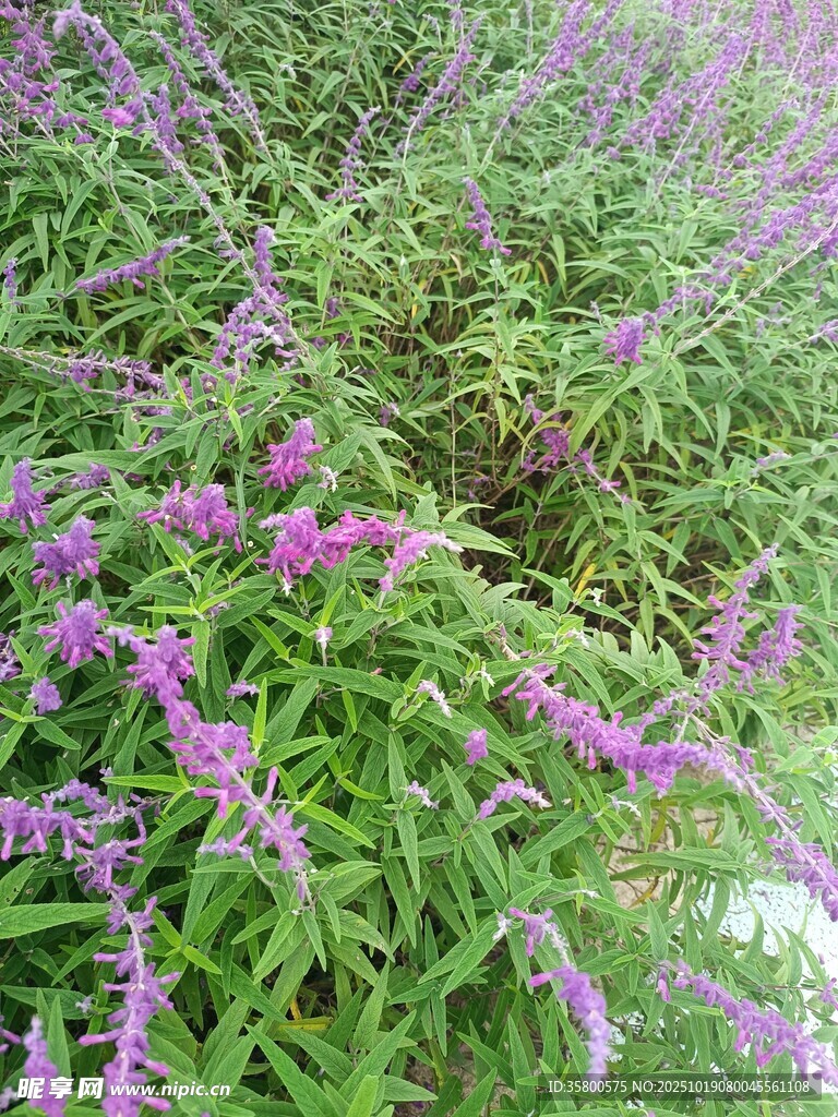 紫色花卉绿植景观