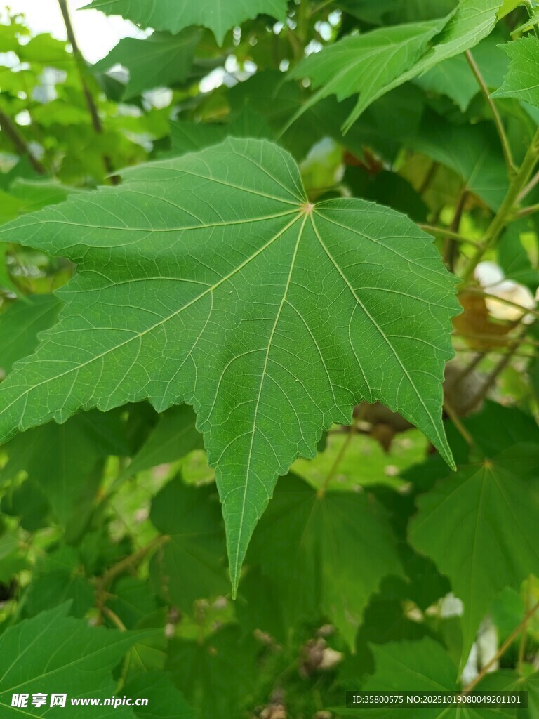 翠绿枫叶特写