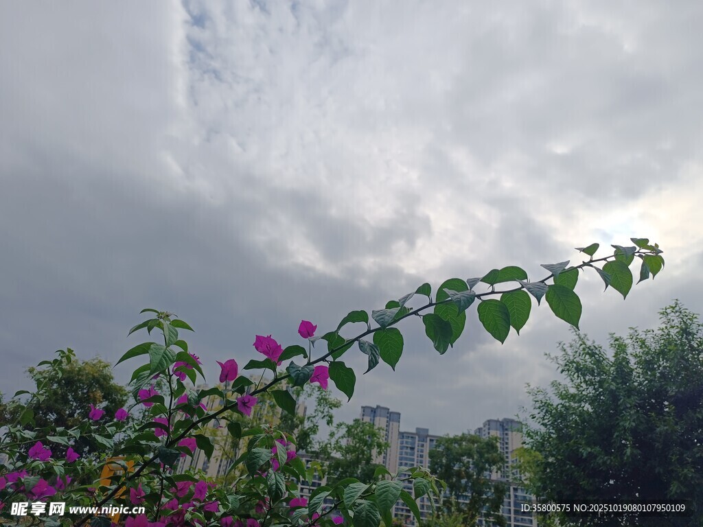 雨中花枝