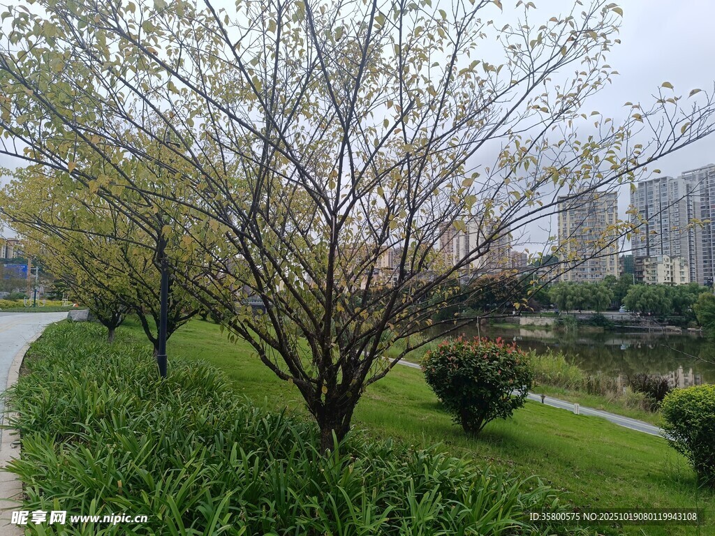 春日公园的繁花绿树景观