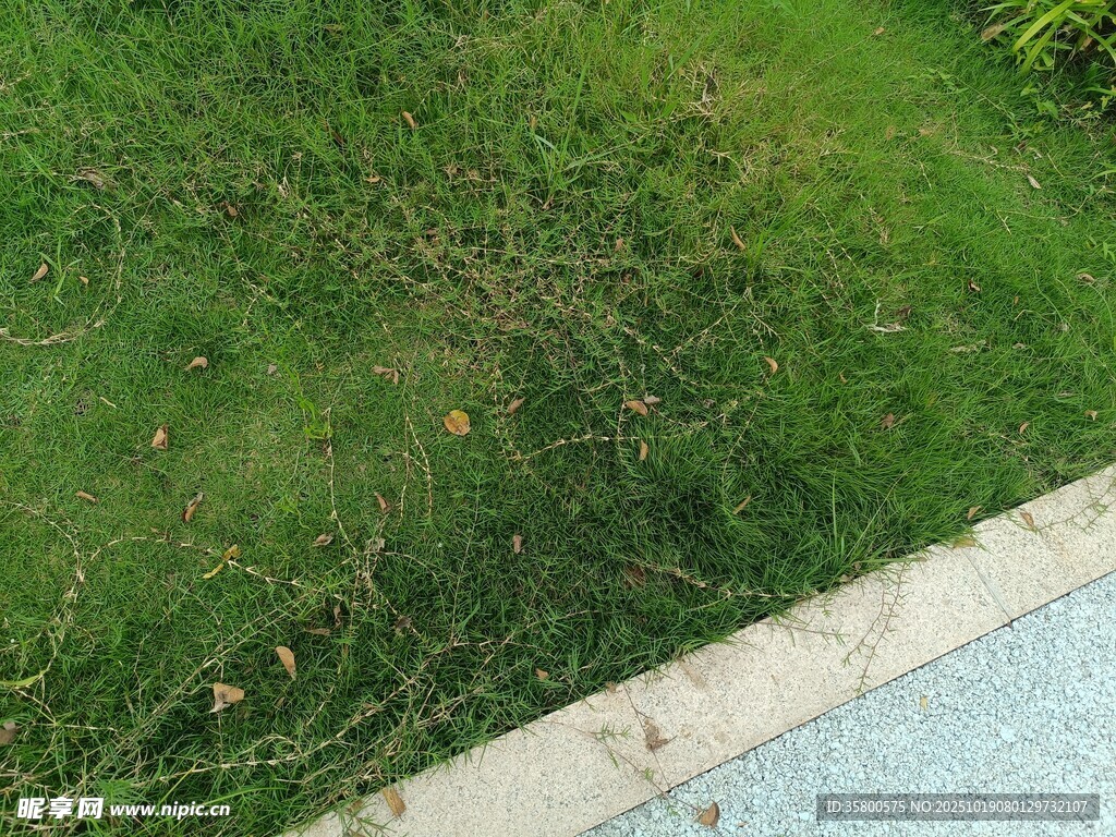 路边翠绿草地