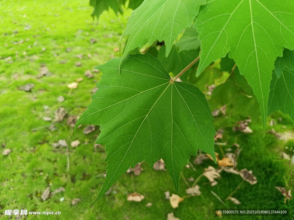 绿叶覆草地
