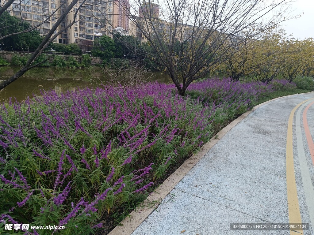 城市路边紫色花卉景观