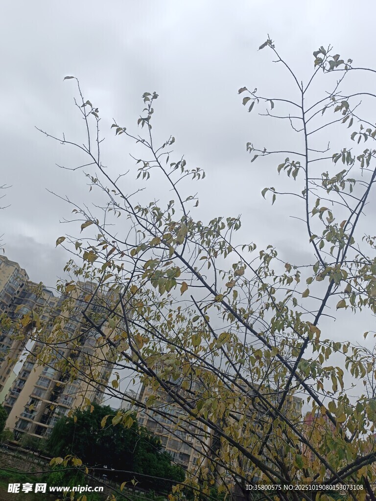 枝头新叶初绽的树木