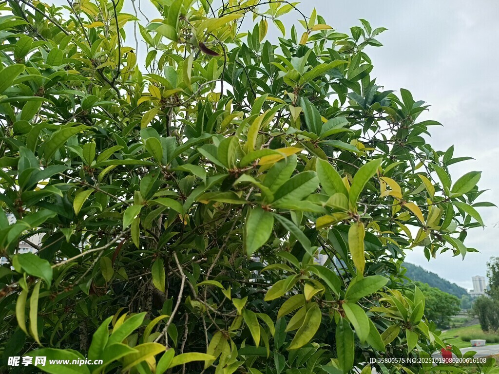 繁茂绿植景观