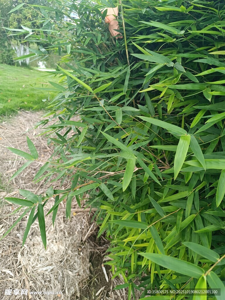 翠绿竹林旁的乡间小径