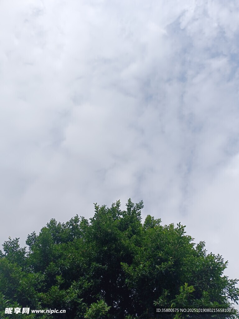 绿树之上的云雾天空