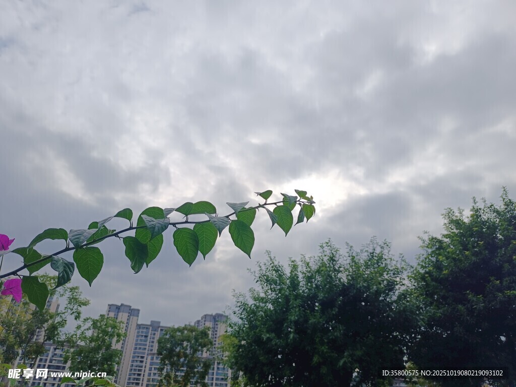 绿叶衬灰云的自然景致