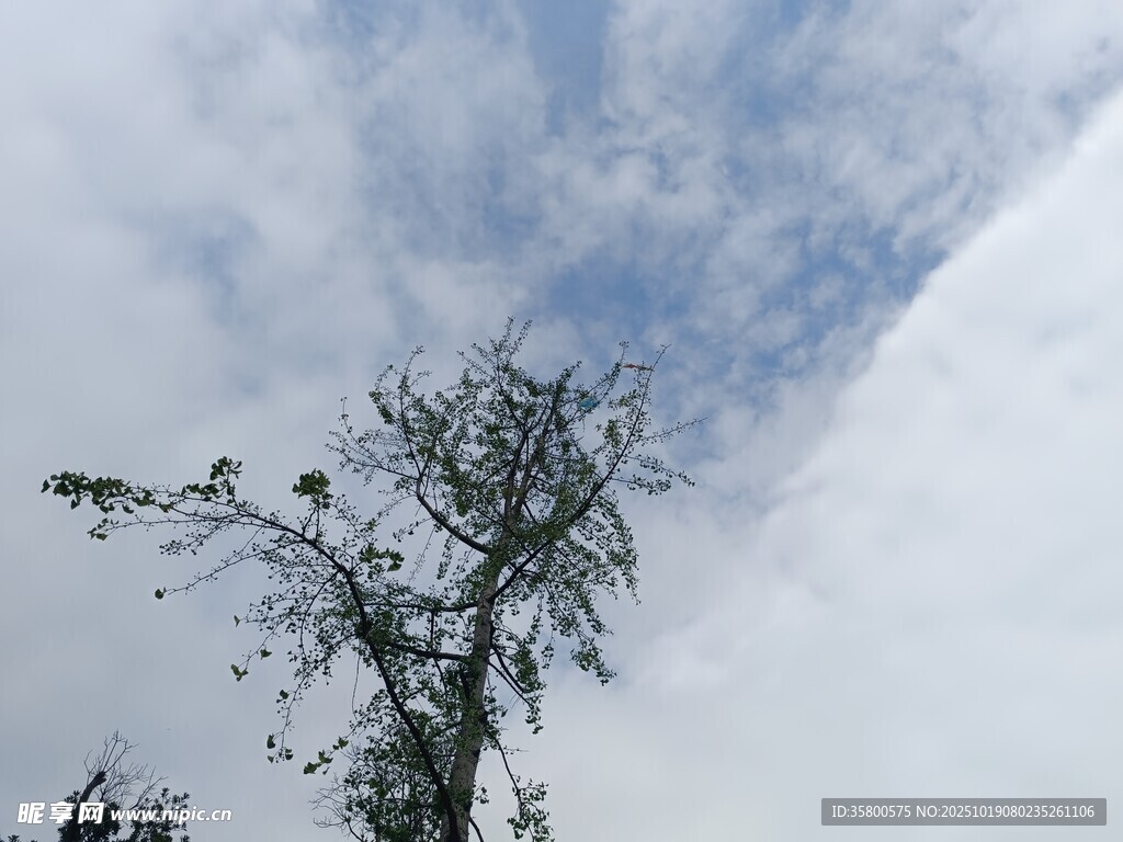 天空下的孤树