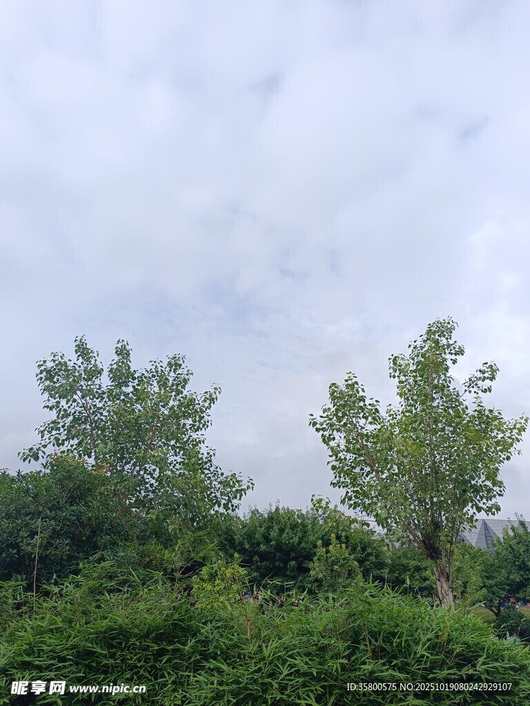 绿意盎然的户外树木景观