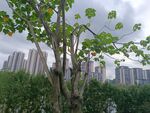 城市中绿树与高楼相映