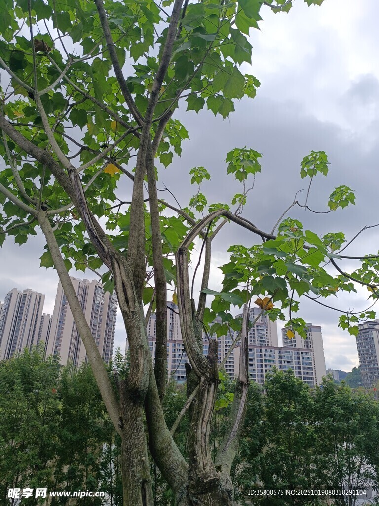 城市中茂盛的绿树