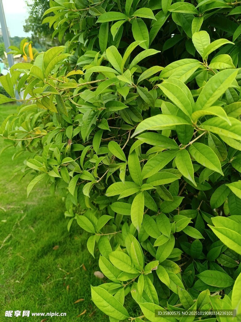 翠绿繁茂的绿叶植物