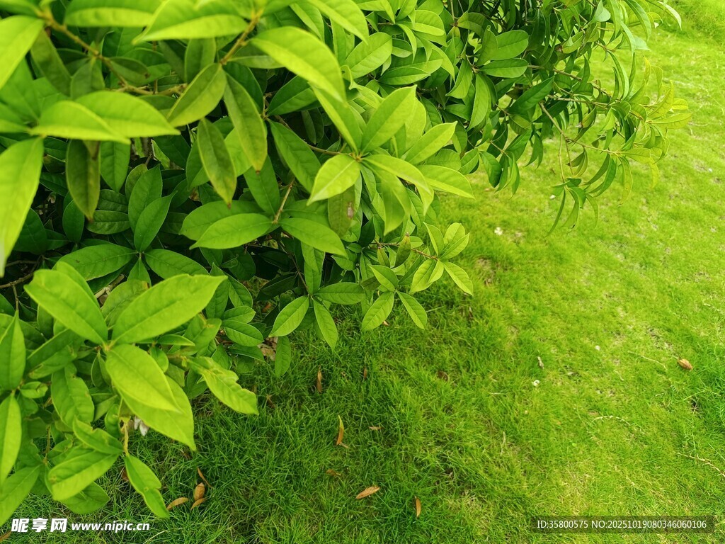 翠绿草地旁的繁茂绿叶