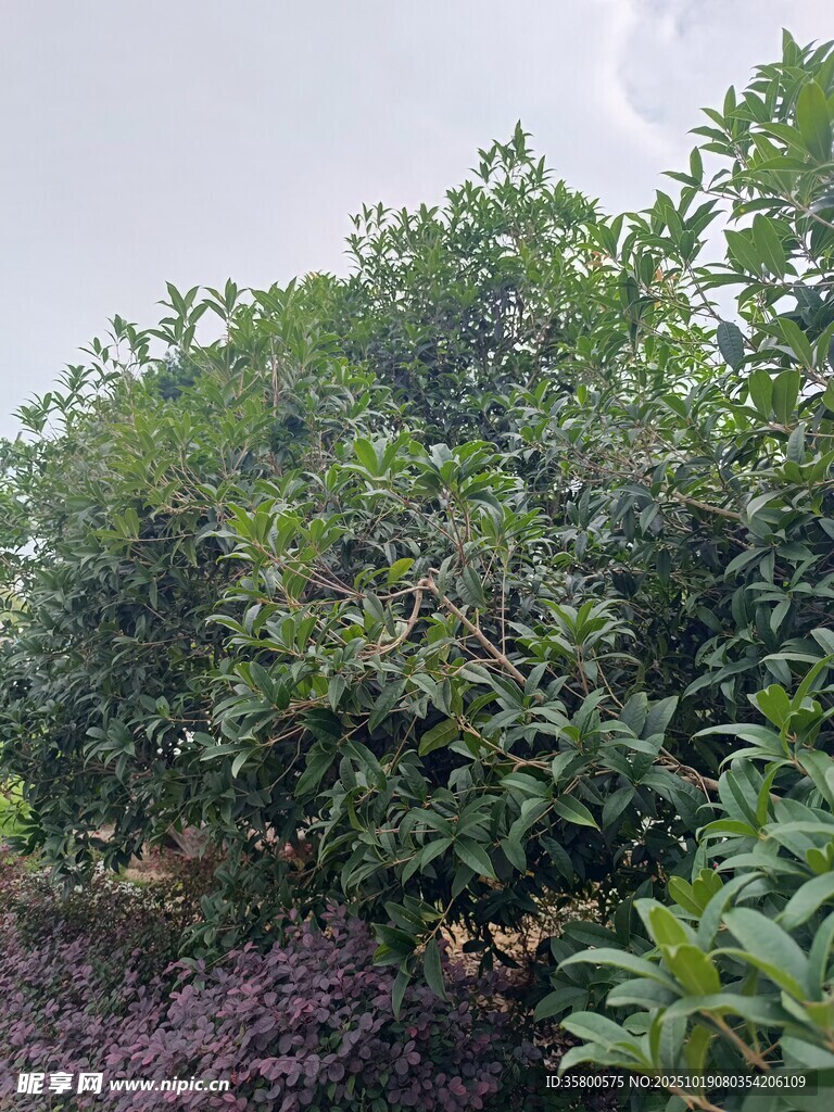 繁茂绿植景观