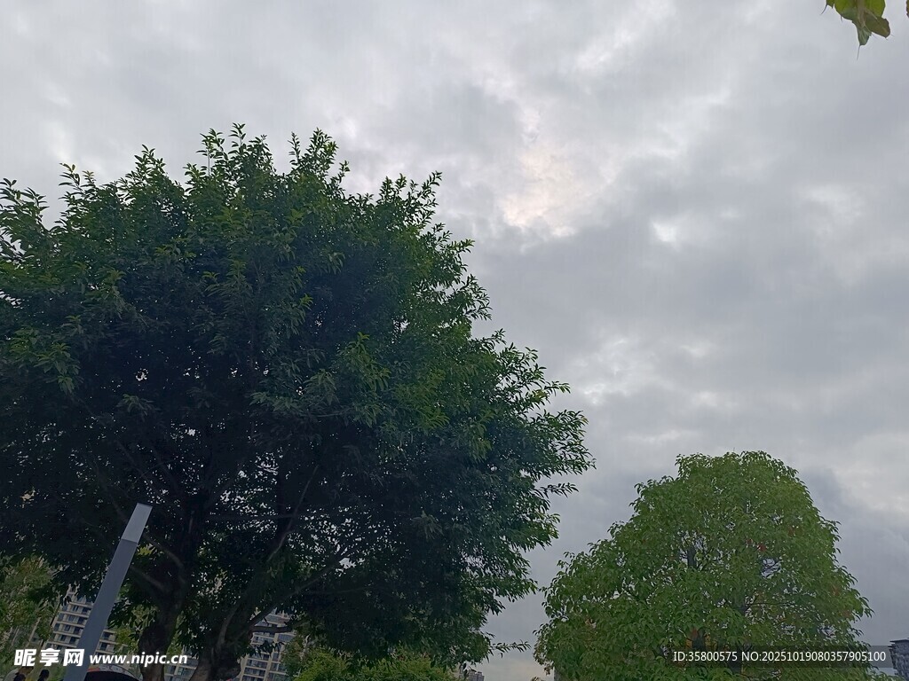 绿树映灰天的自然景致