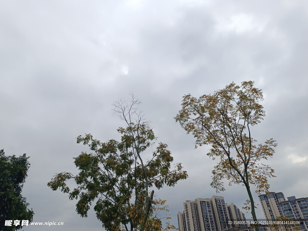 阴天城市中的树木景观