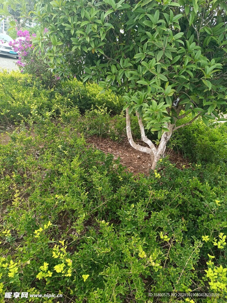 绿意盎然的庭院植物景观