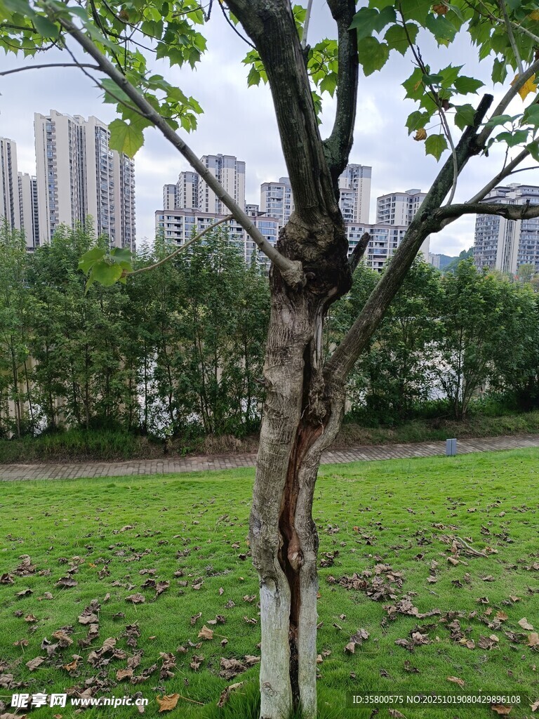 城市公园中造型独特的树木