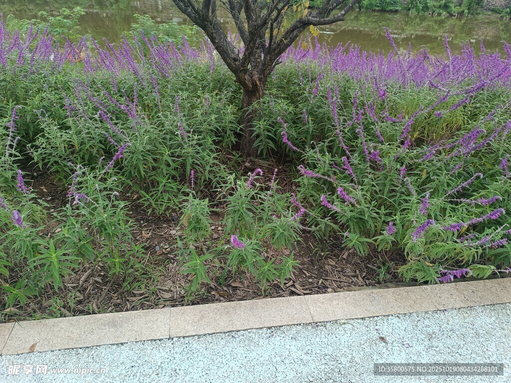 紫色花丛中的孤树