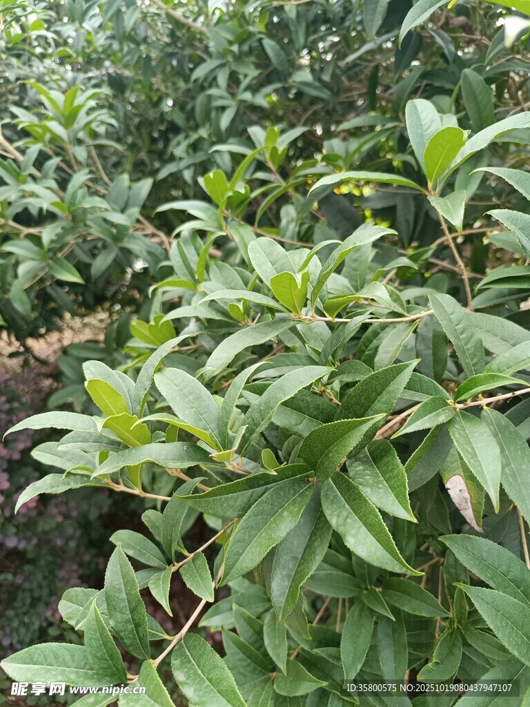 绿叶植物景观