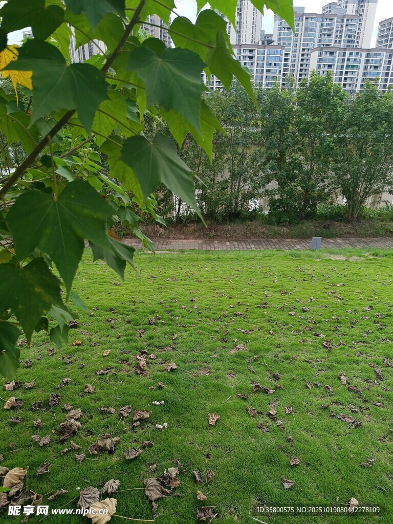 绿意盎然的城市草地景观