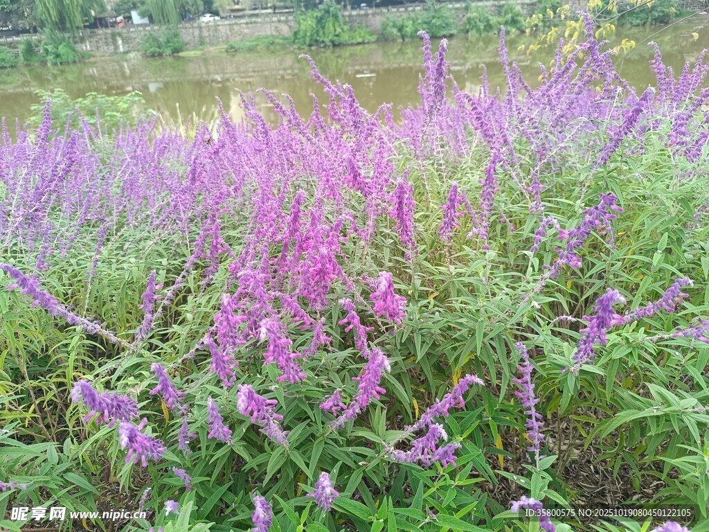 紫色花海绽放自然之美