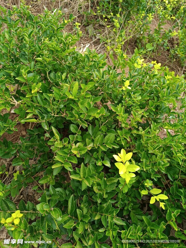 绿叶黄花的蓬勃植物景观