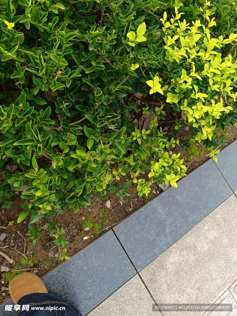 俯视视角下的绿植与地面