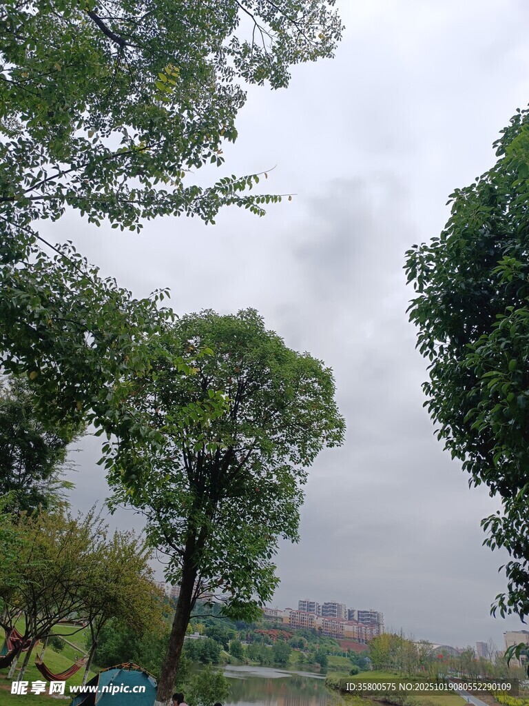 户外绿荫景致