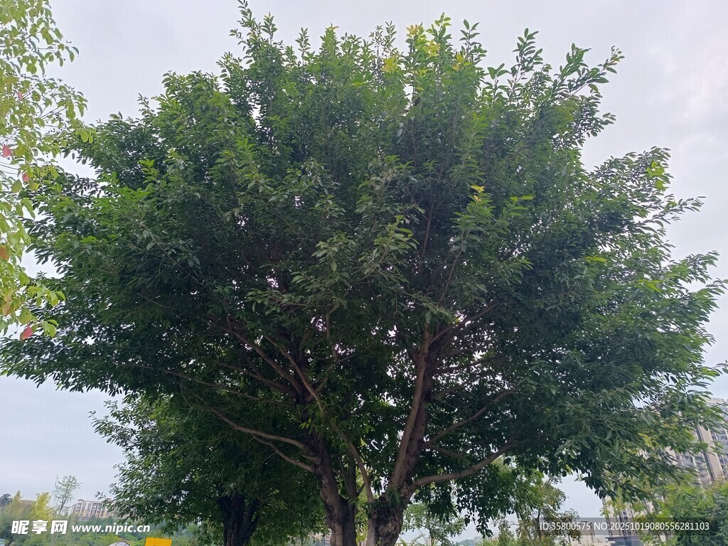 茂盛绿树 