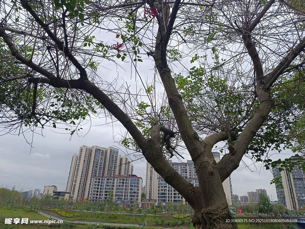 城市中枝叶稀疏的大树