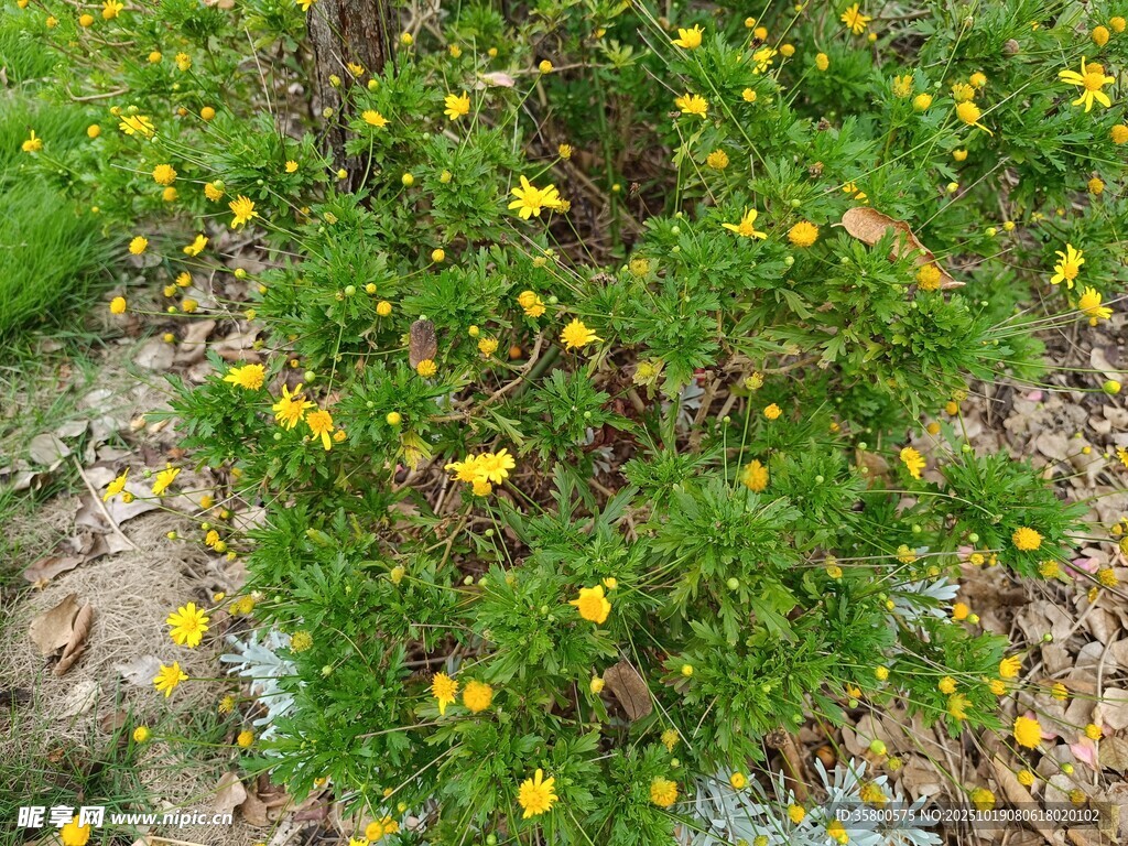 黄色小花绽放于绿植间