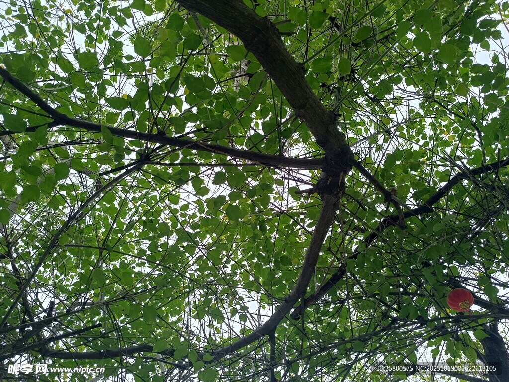 繁茂枝叶间的自然景致