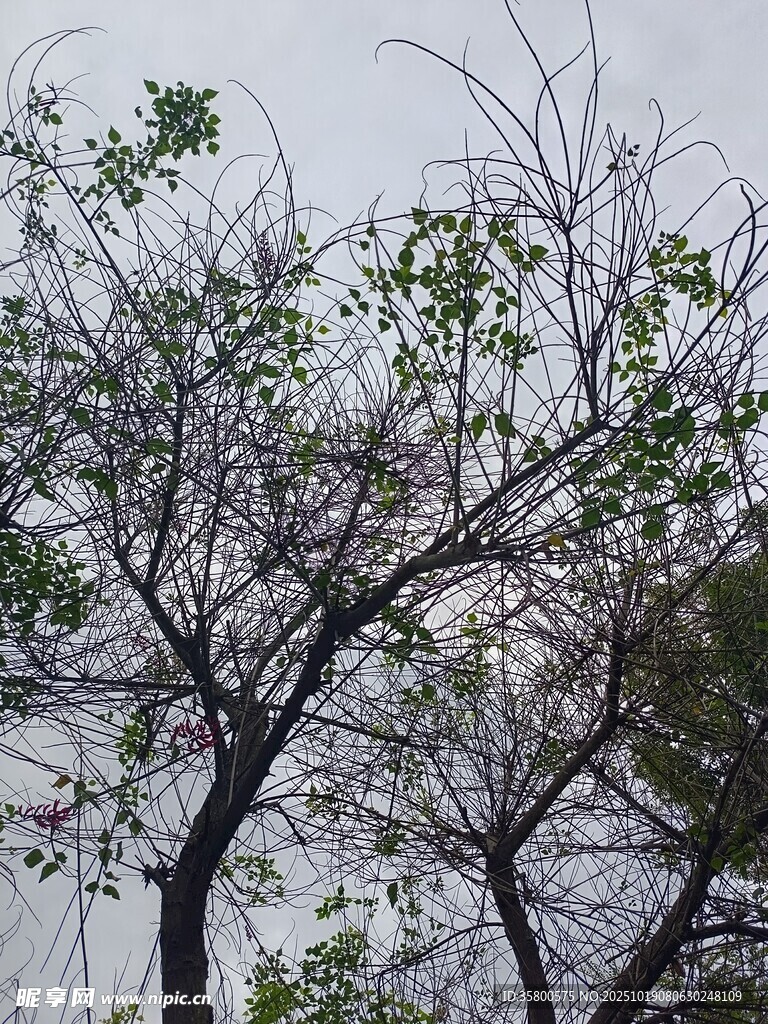枝头新绿初绽的树木