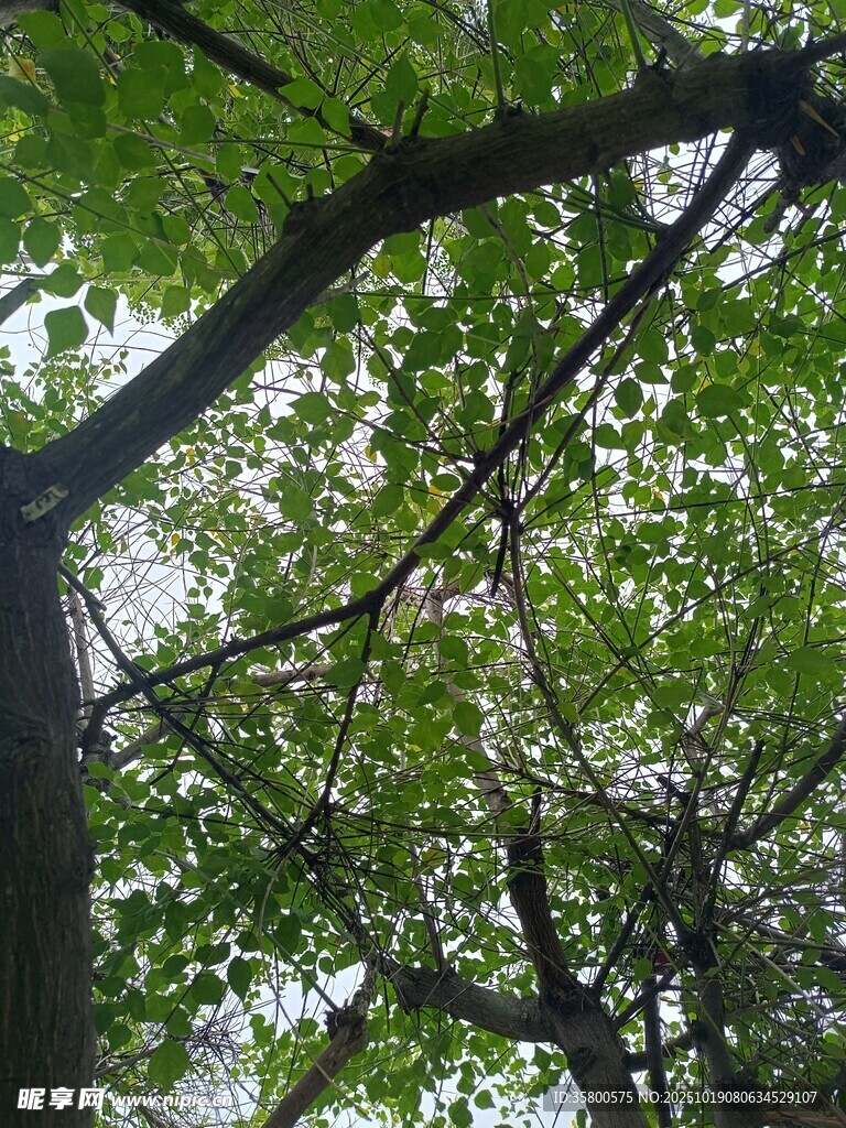 繁茂绿叶间的天空景致