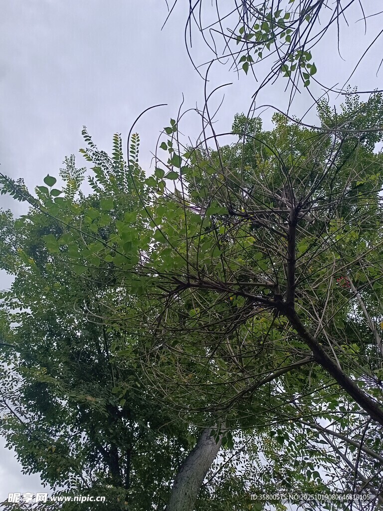 枝叶繁茂的树木景观