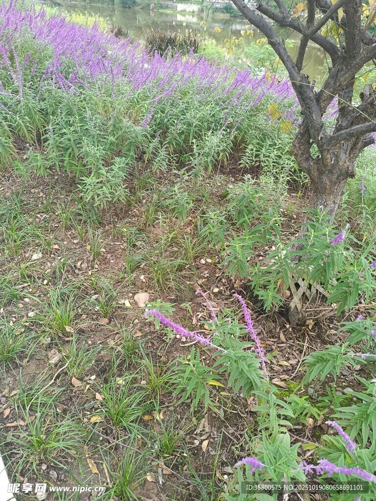 紫色花丛中的孤树