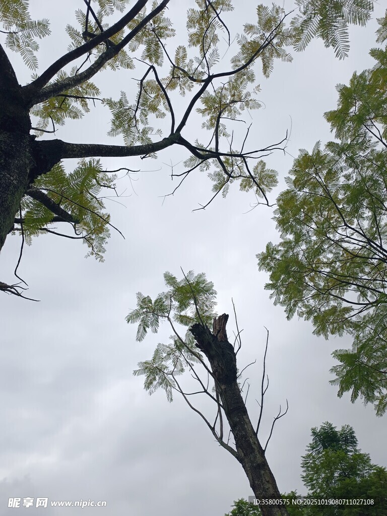 仰视天空中的繁茂树木