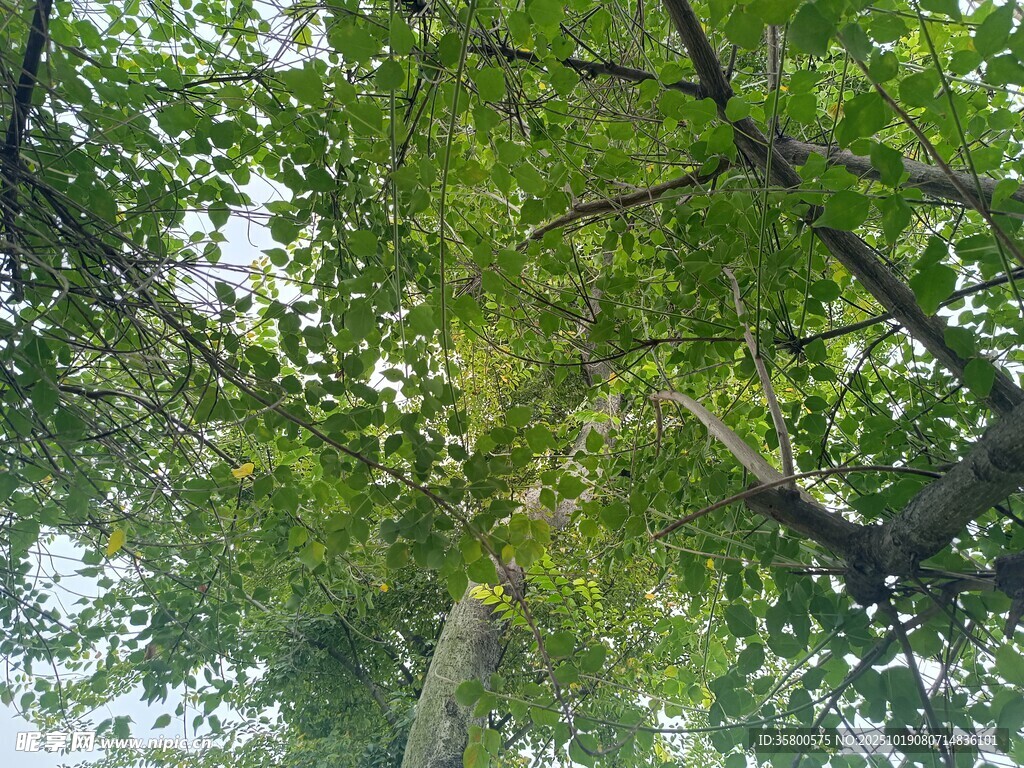 仰视繁茂绿树树冠
