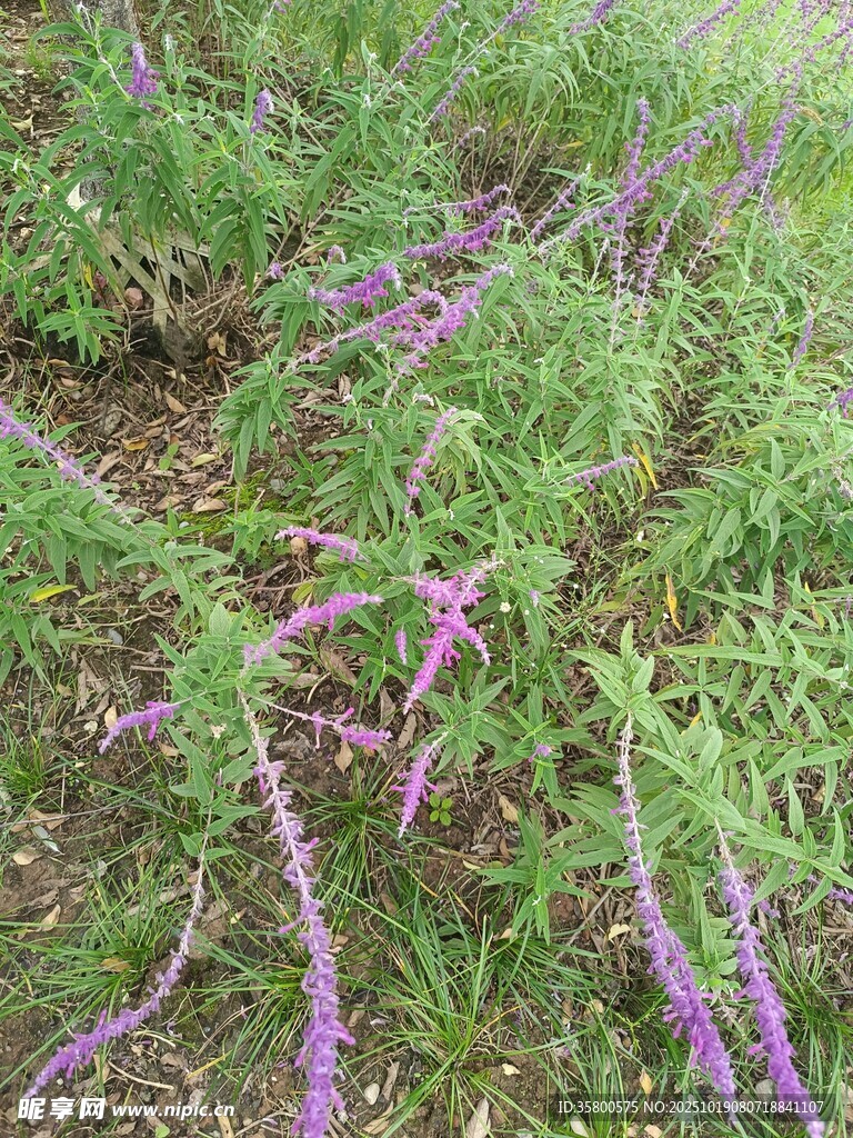 紫色野花绽放于绿草丛中