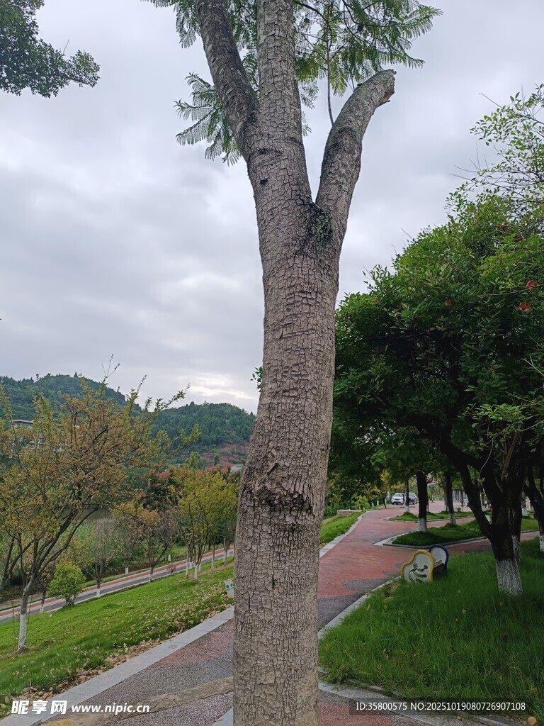 路边树木与远处青山景色