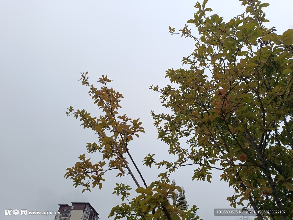 秋日树梢 
